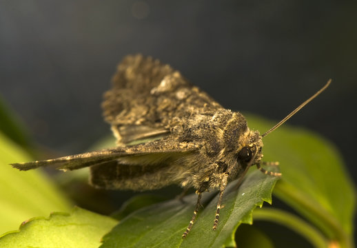 Mamestra brassicae