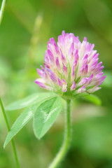 春に咲くアカツメクサ