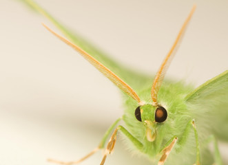 Geometra papilionaria