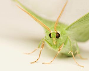 Geometra papilionaria