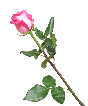 Single pink rose isolation on white