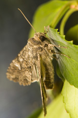 Mamestra brassicae