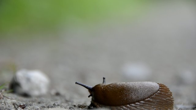 snail arion vulgaris