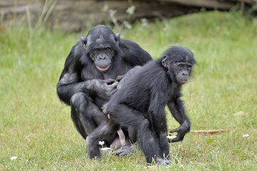 Fototapeta premium Bonobos