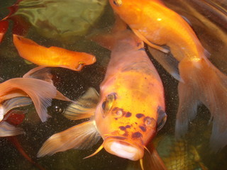 Goldfish (carassius auratus auratus)