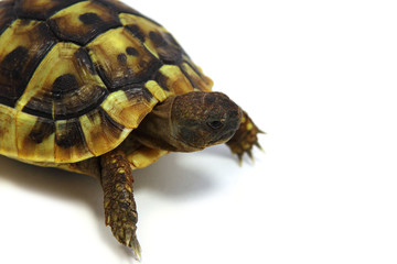 Hermann's tortoise