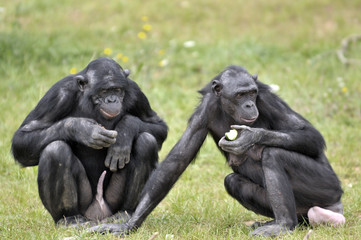 Bonobos - obrazy, fototapety, plakaty