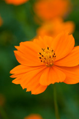 flower[orange_cosmos]_01