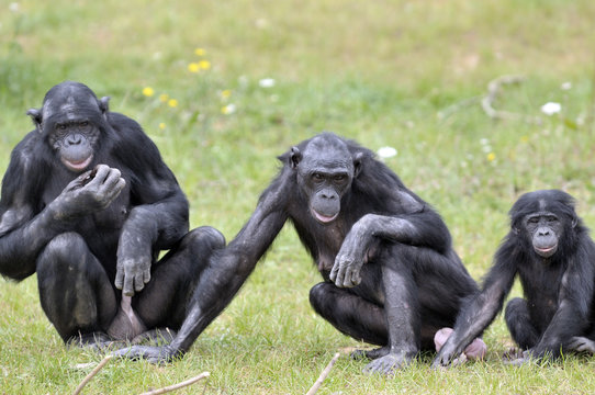 Bonobos