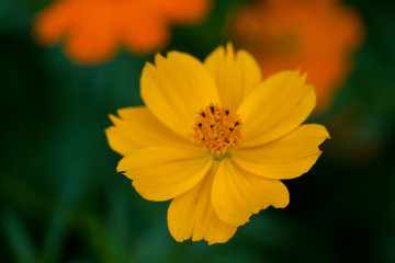 flower[orange_cosmos]_05