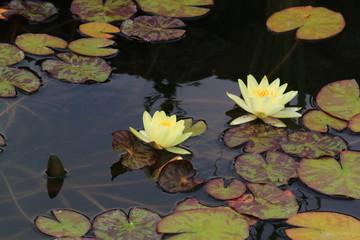 водяные лилии в пруду
