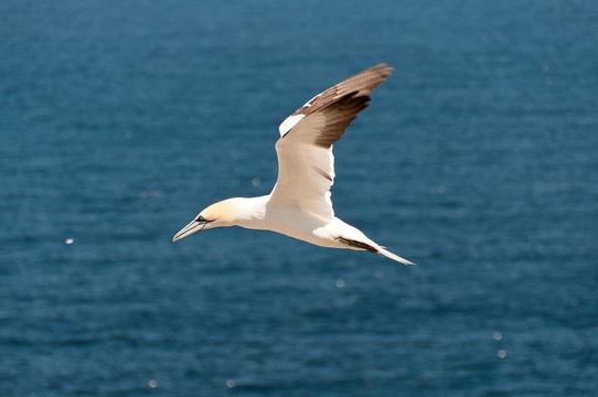 Flying northern gannet
