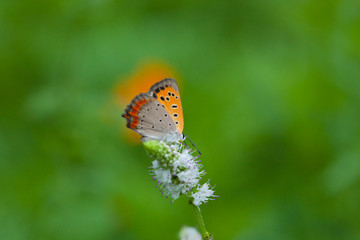 insect[lycaena_phlaeas]_06