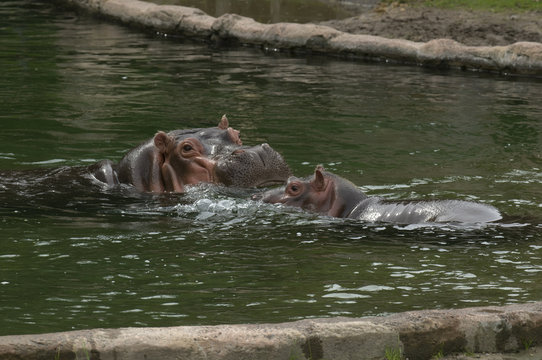 Female Hippopotamus with two young