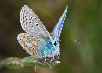 Common Blue butterfly (Polyommatus icarus)