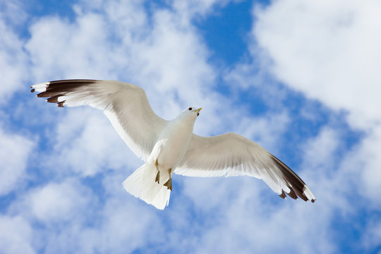White sea gull flying in the blue sky over the Baltic Sea