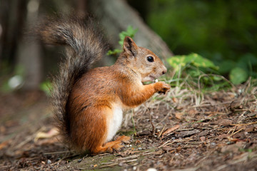 Naklejka na ściany i meble red European squirrel eating seeds in summer forest