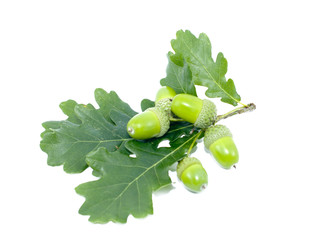 Green acorn fruits