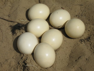 Eier vom Vogel Strauß