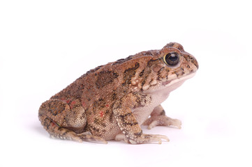 Brown toad isolated on white background