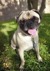 Obraz premium Pug dog