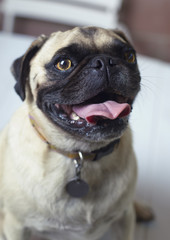 Pug dog