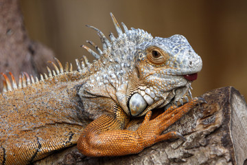 Grüner Leguan (braunes Exemplar)