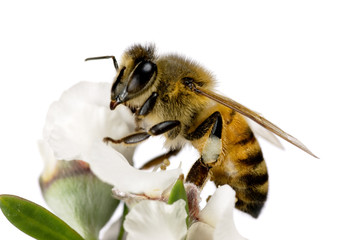 Bee, Apis mellifera on Australian Tea-tree flower