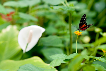 Schmetterling