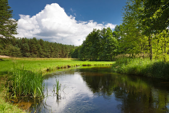 Summer view of the river in forest