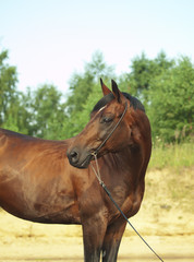 Obraz premium nice trakehner bay horse in field