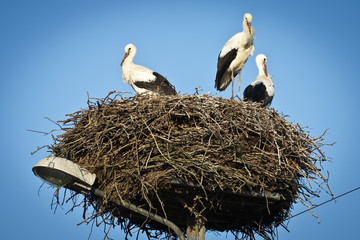 White storks on their nest