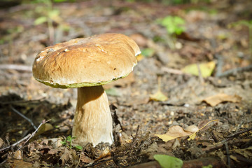 Big boletus in forest at dawn