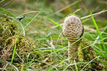 Small parasol fungus on mossy meadow