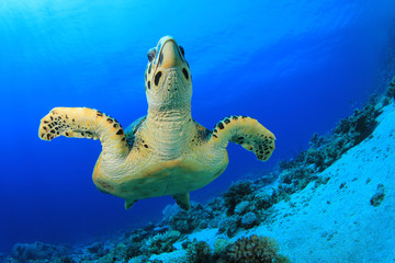 Sea Turtle (Hawksbill Turtle - Eretmochelys imbricata)