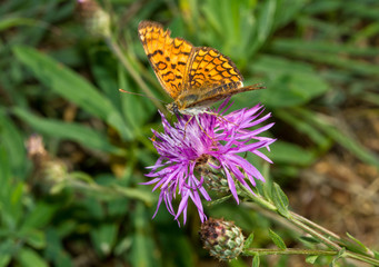 farfalla su fiore
