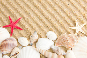 Sea shells frame on sand