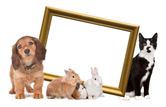 group of pets standing around a golden picture frame