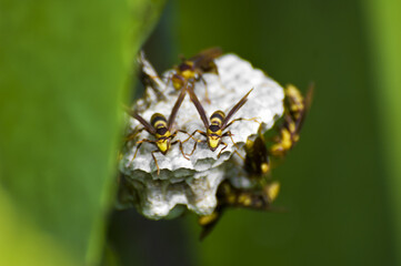 Wasps building a nest