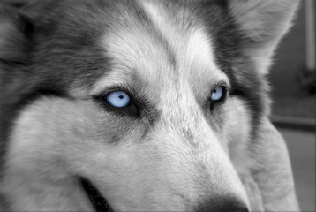 Blue Eyed Husky © Sean Rice