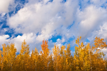 Fototapeta na wymiar świecące chmury jesień osika,