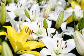 白いスカシユリをバックに黄色いスカシユリの花