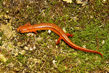 Southern Two-lined Salamander (Eurycea cirrigera)