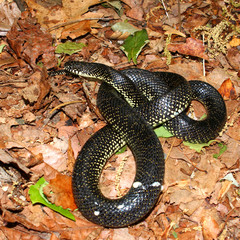 Black Kingsnake (Lampropeltis getula)
