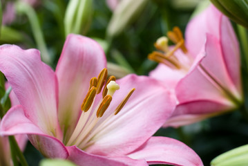 ピンクのスカシユリの花