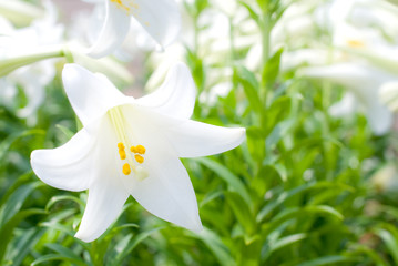 テッポウユリの花