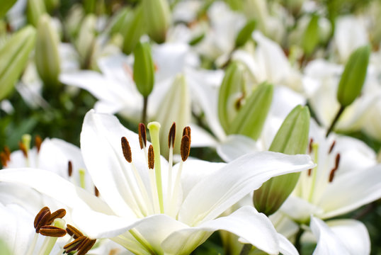 194 Best 透百合 Images Stock Photos Vectors Adobe Stock