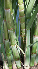 Fototapeta premium canne à sucre