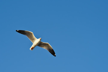 Seagull