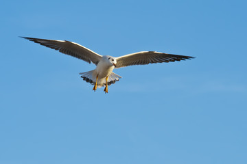 Seagull